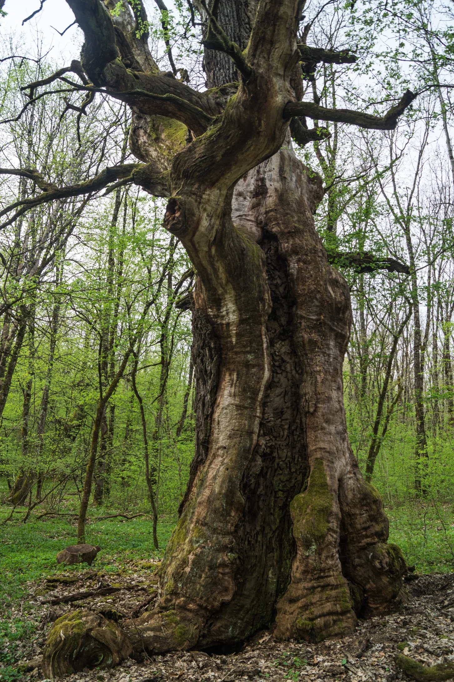 Mociar Forest
