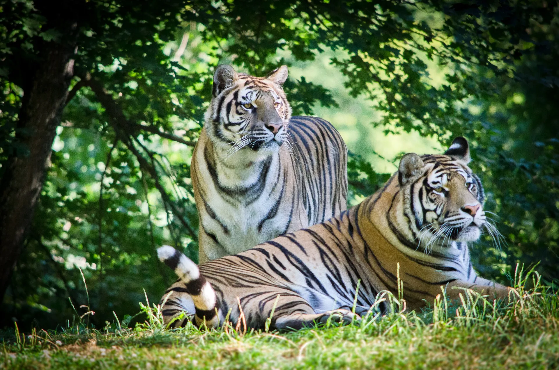 Sibiu Zoo
