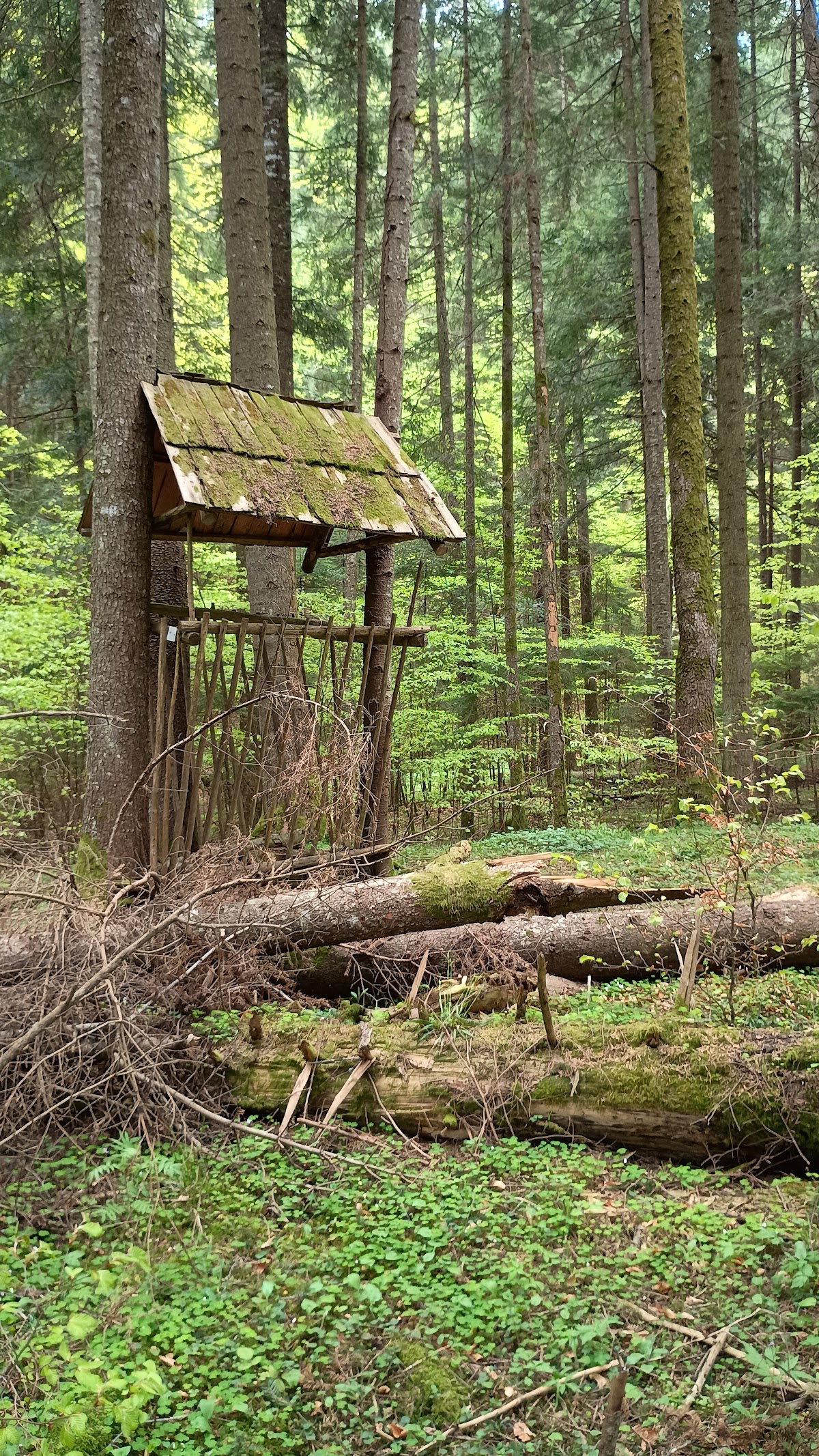 Codrul Secular Slătioara Nature Reserve