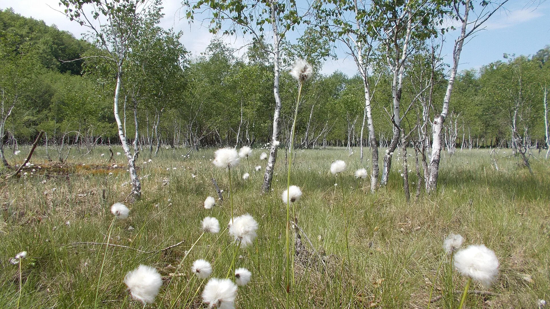 Peșteana Bog