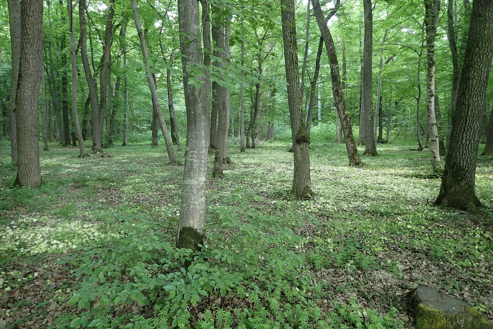 Dumbrava Sibiului Nature Reserve