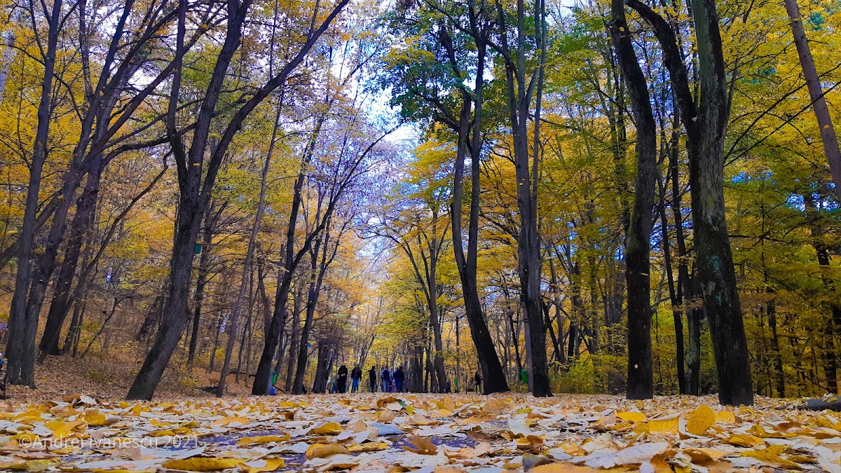 Rezervatia Naturala Trivale Pitesti
