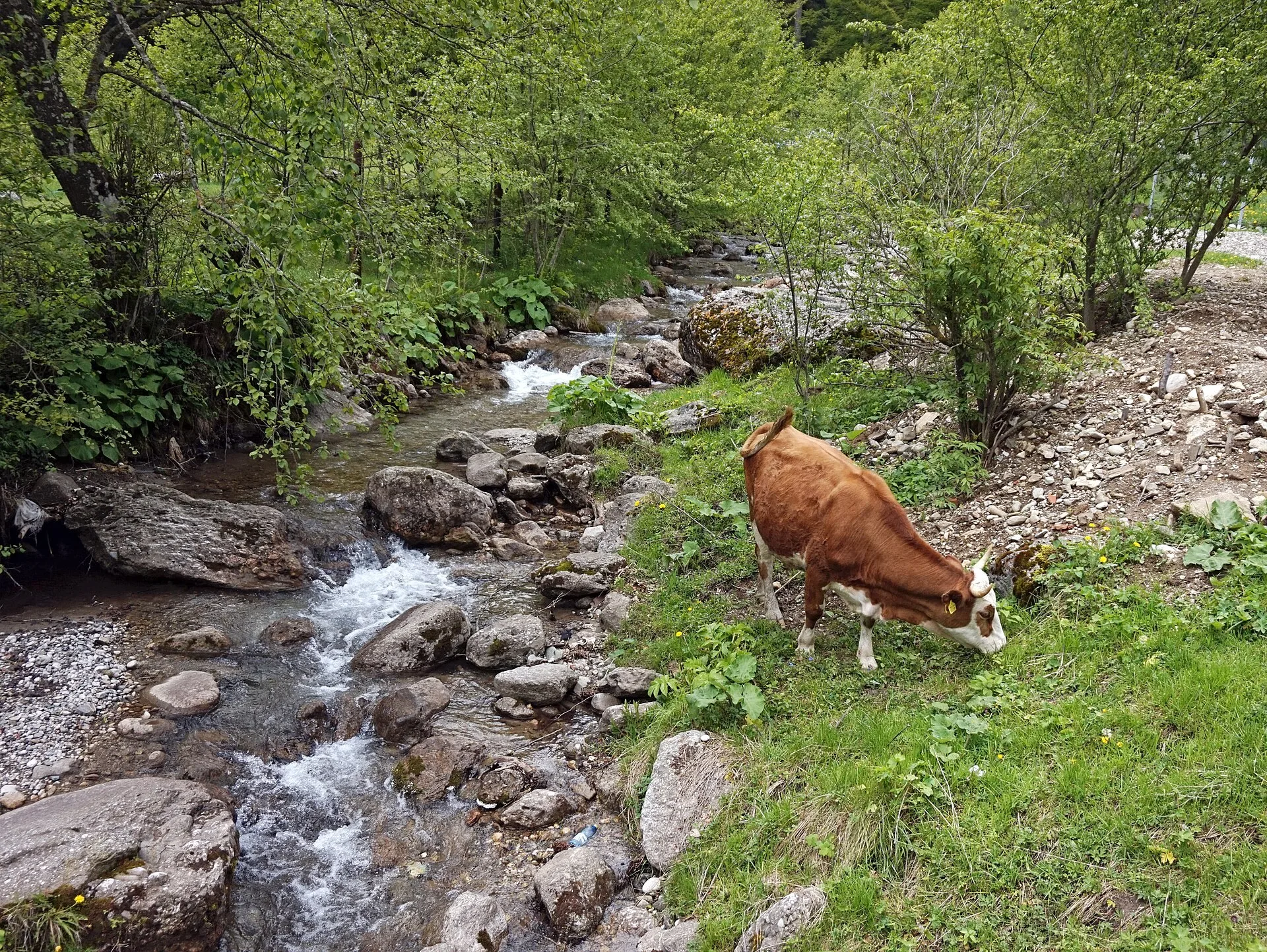Valea Cerbului, Bușteni