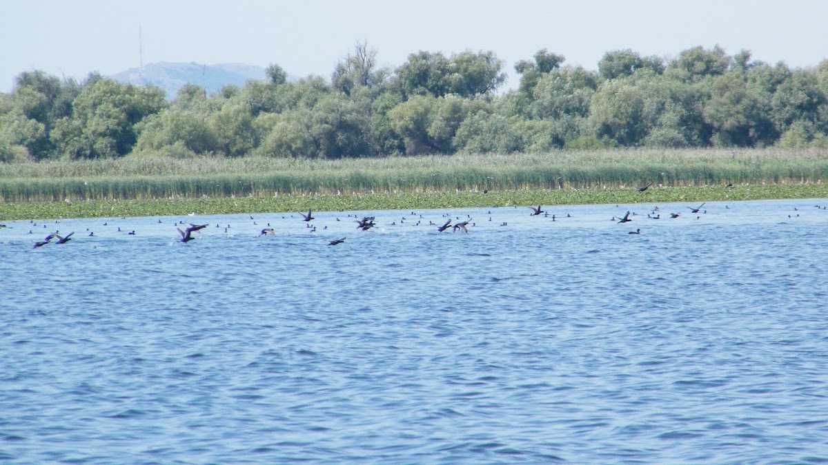 Lacul Razim