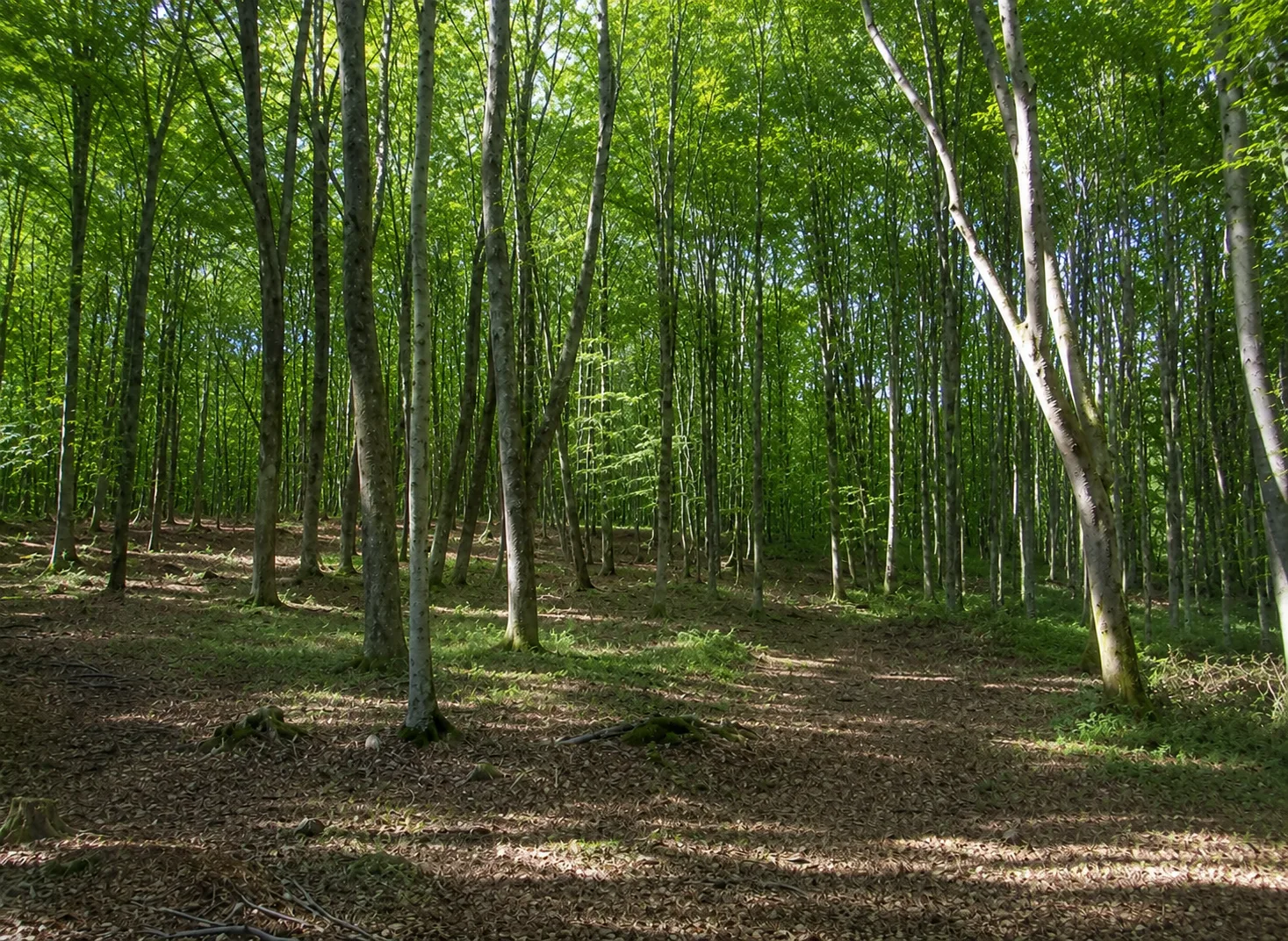 Rezervatia Naturala Padurea Badeana