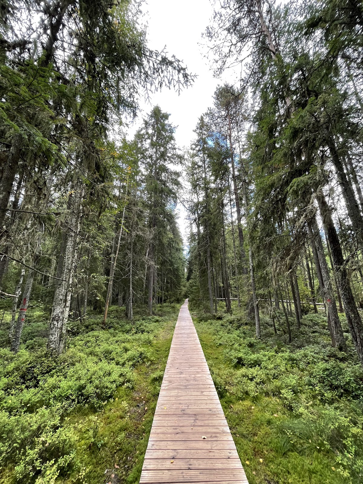 Tinovul Poiana Stampei Nature Reserve