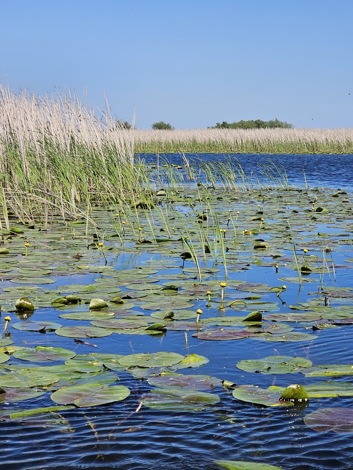 Delta Dunarii Rezervatia Biosferei