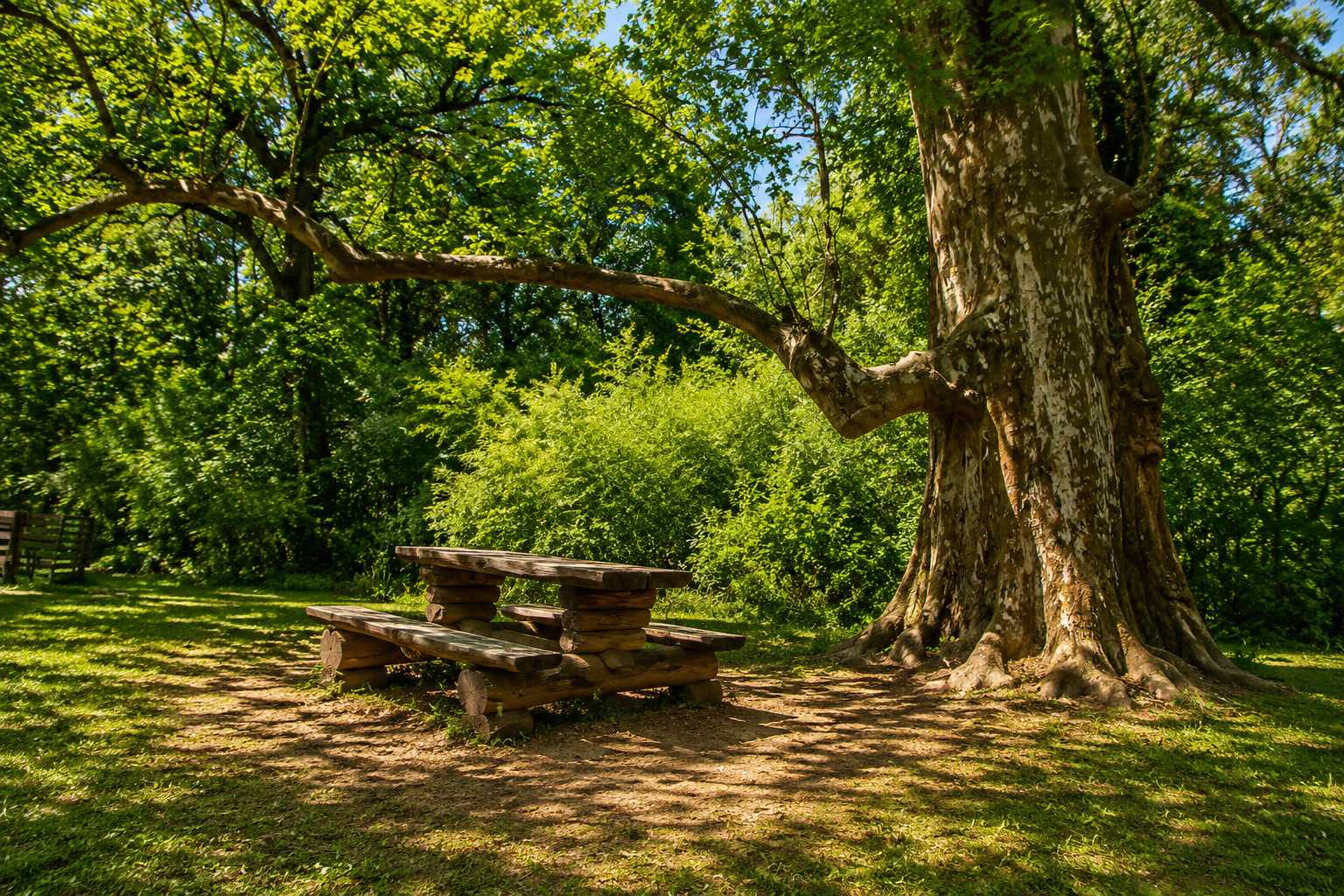 Parcul Dendrologic Simeria