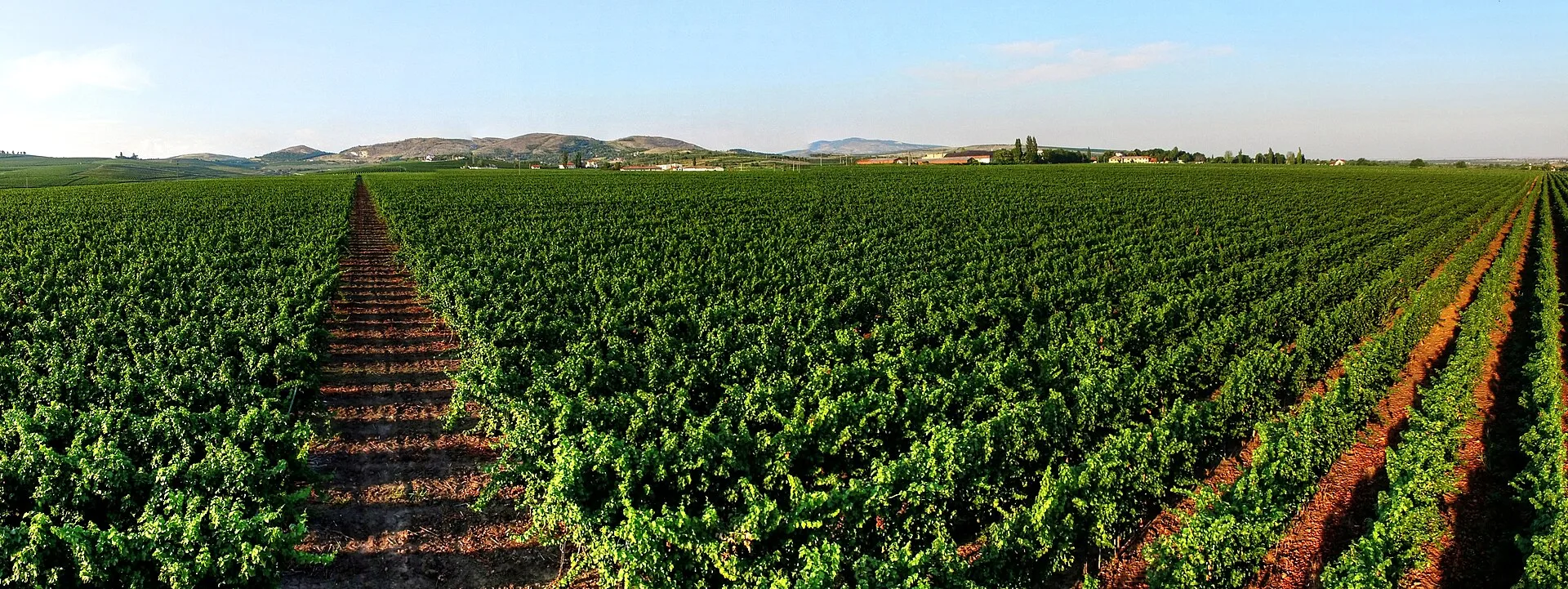 Dealu Mare Wine Region - Valea Călugărească