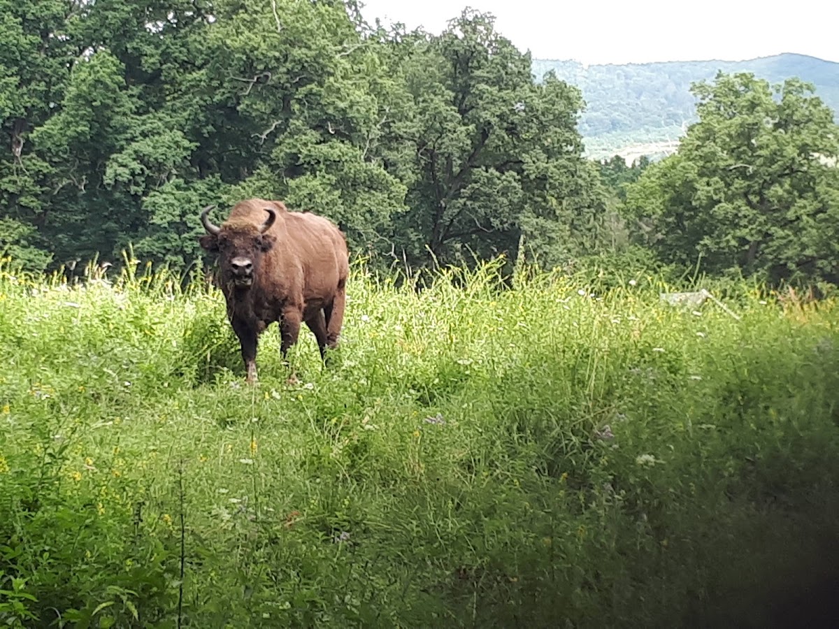 Dragoș Vodă Bison and Carpathian Wildlife Reserve