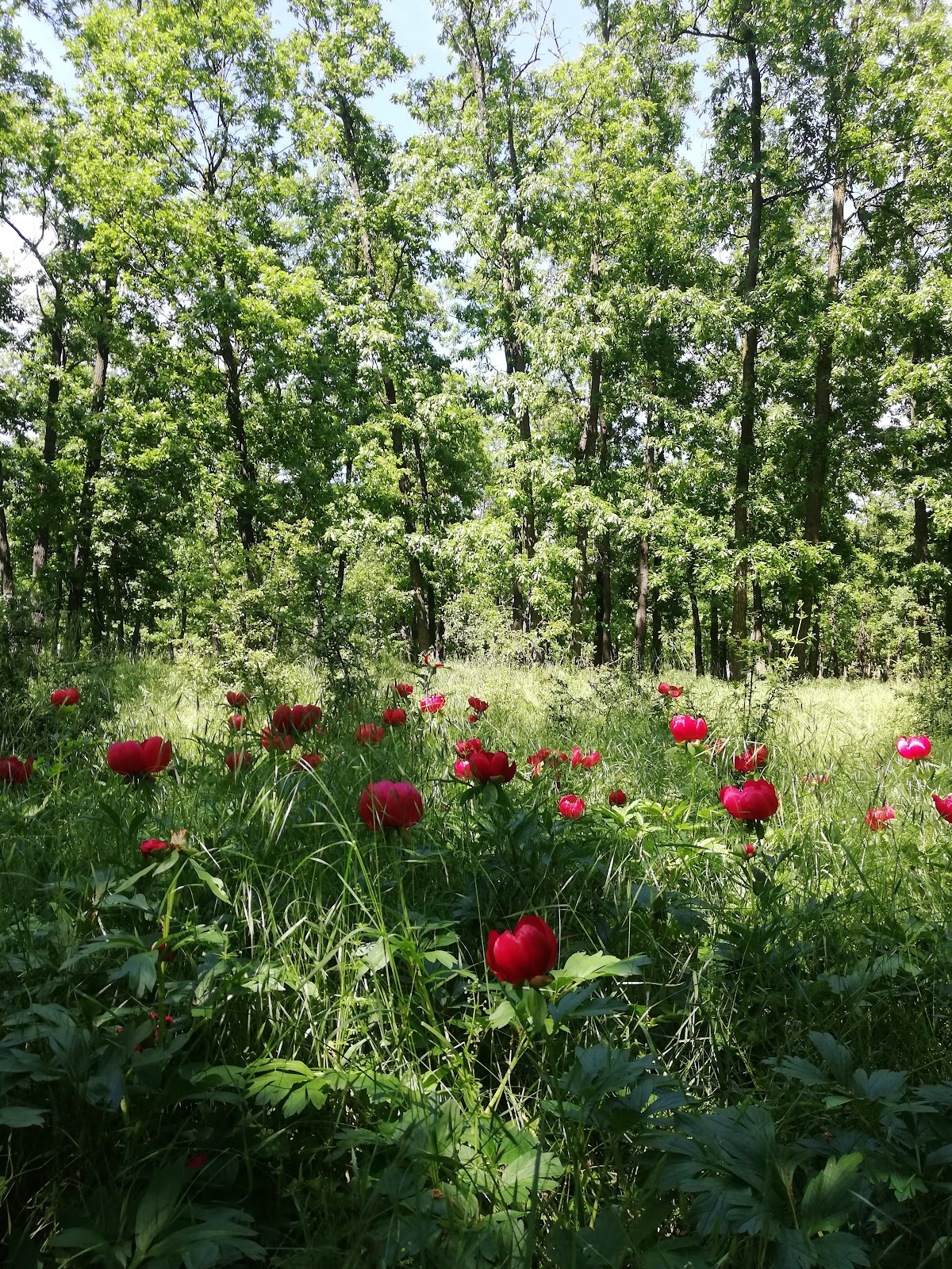 Rezervația Naturală Pădurea Troianu