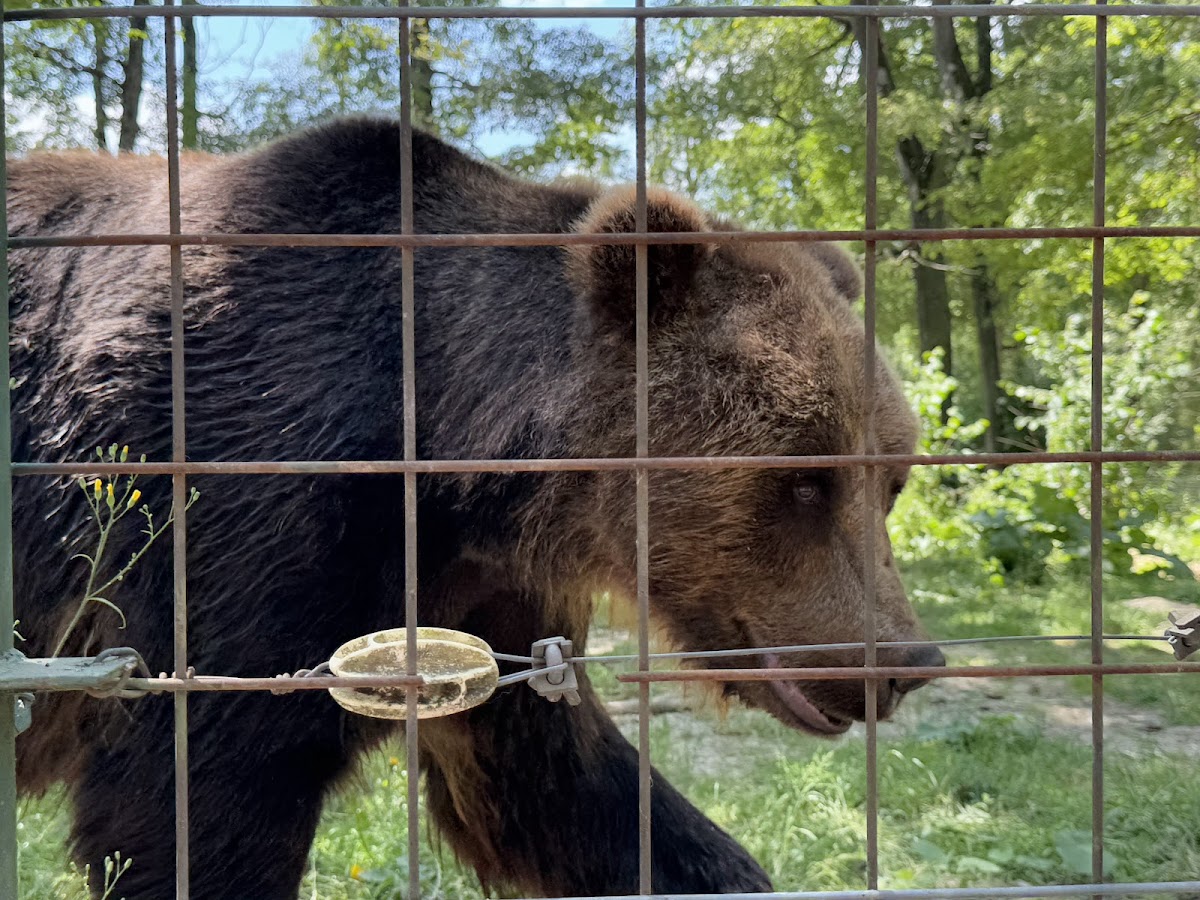 Sanctuarul Libearty Zărnești