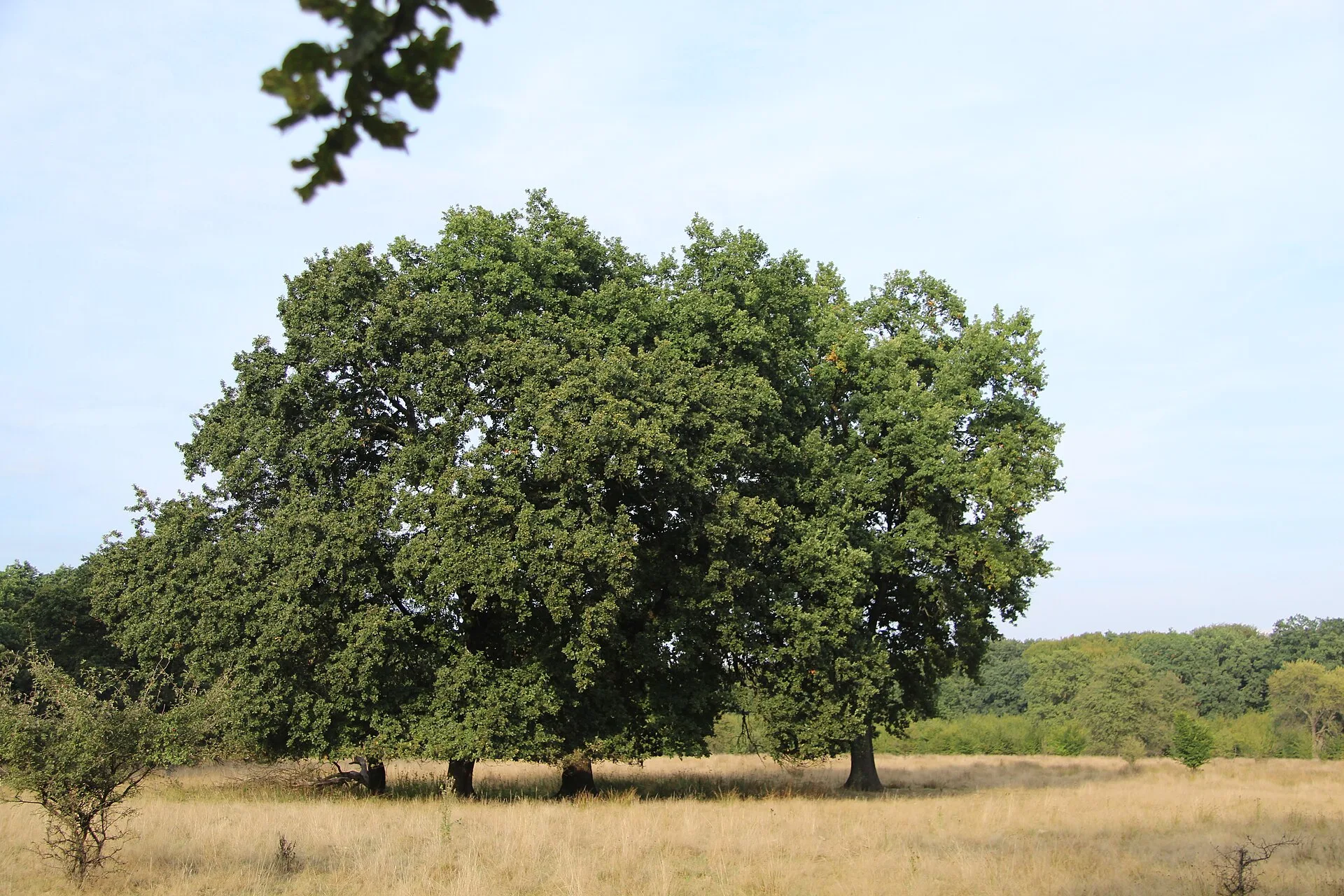 Breite Ancient Oak Nature Reserve