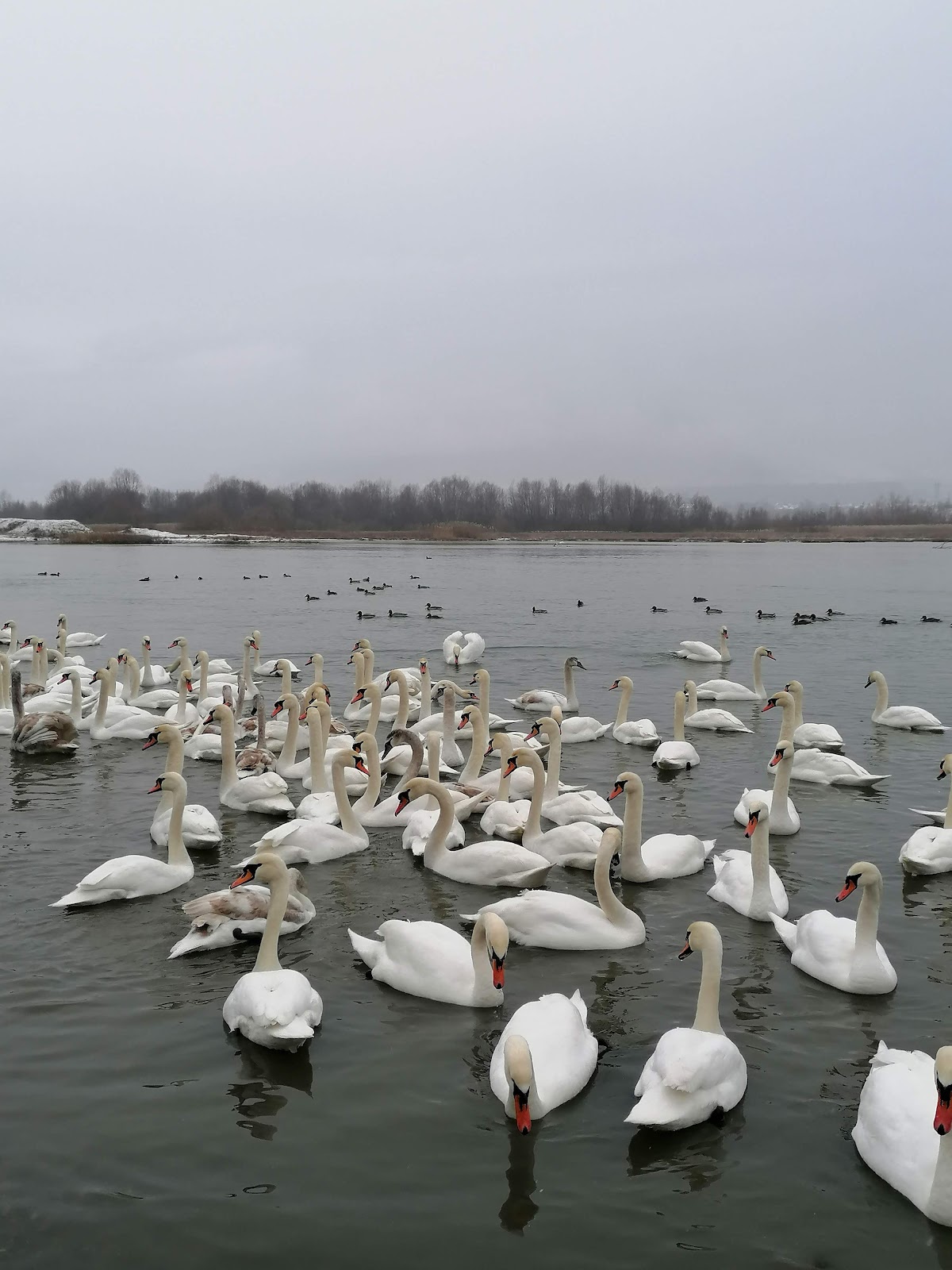 Lacul Bâtca Doamnei