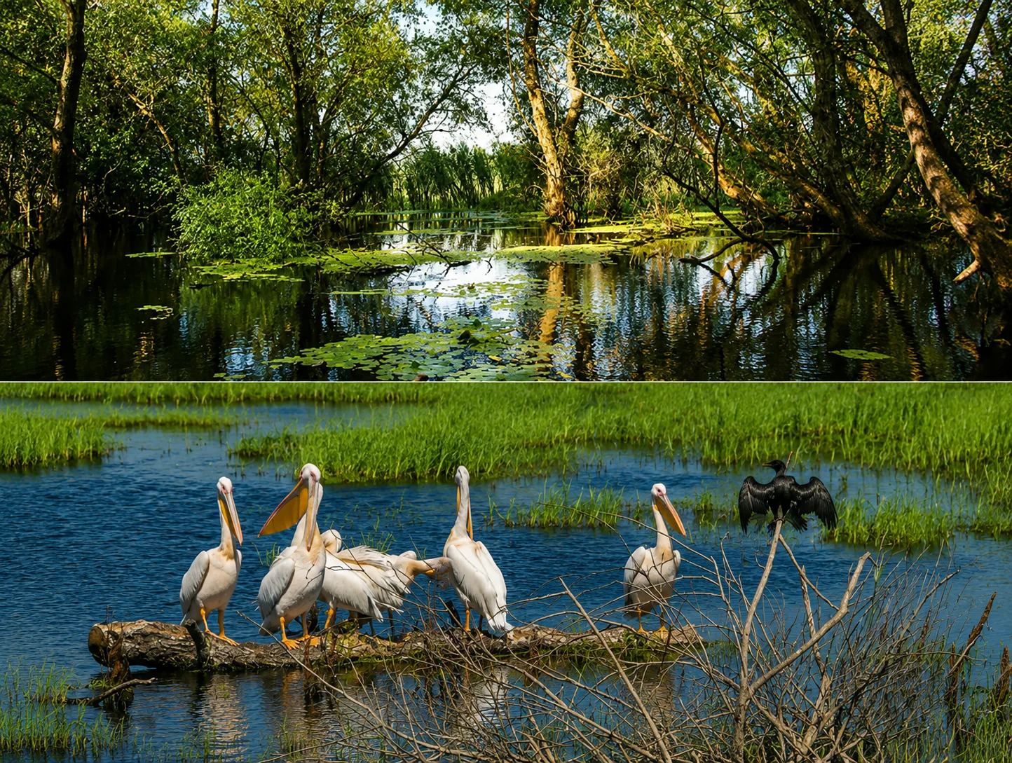 Delta Dunării — 2